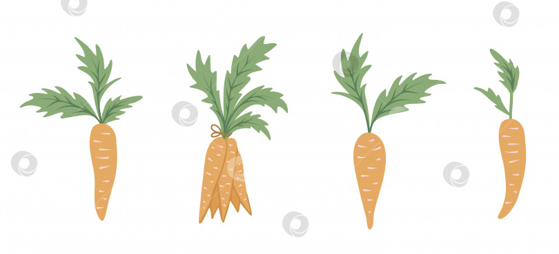 Скачать Векторный набор морковок в мультяшном стиле. Плоская простая иллюстрация с корнеплодами. Клипарт для детского дизайна. фотосток Ozero