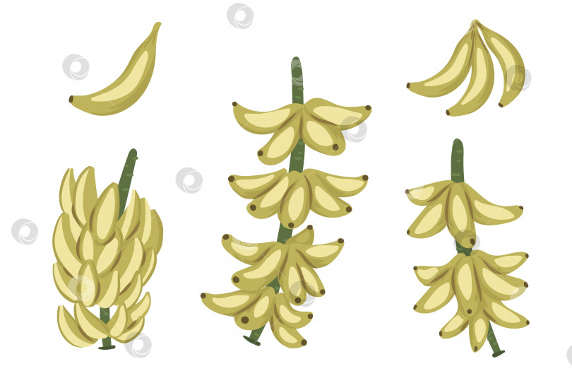 Скачать Векторный клип с тропическими банановыми фруктами, гроздьями и веточками. Иллюстрация листвы джунглей. Нарисованное от руки экзотическое растение, изолированное на белом фоне. Яркая реалистичная иллюстрация здорового питания. фотосток Ozero