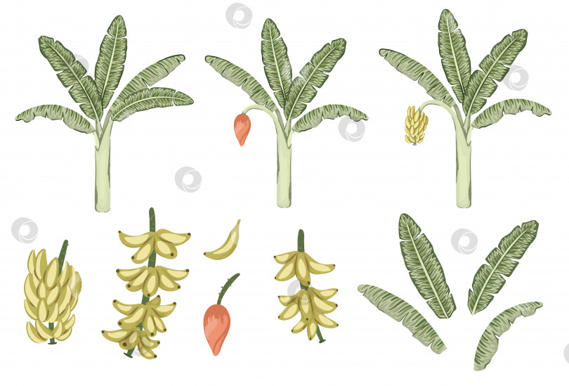 Скачать Векторное тропическое банановое дерево и фруктовый клип-арт. Иллюстрация листвы джунглей. Нарисованное от руки экзотическое растение, изолированное на белом фоне. Яркая реалистичная иллюстрация процесса выращивания бананов. фотосток Ozero