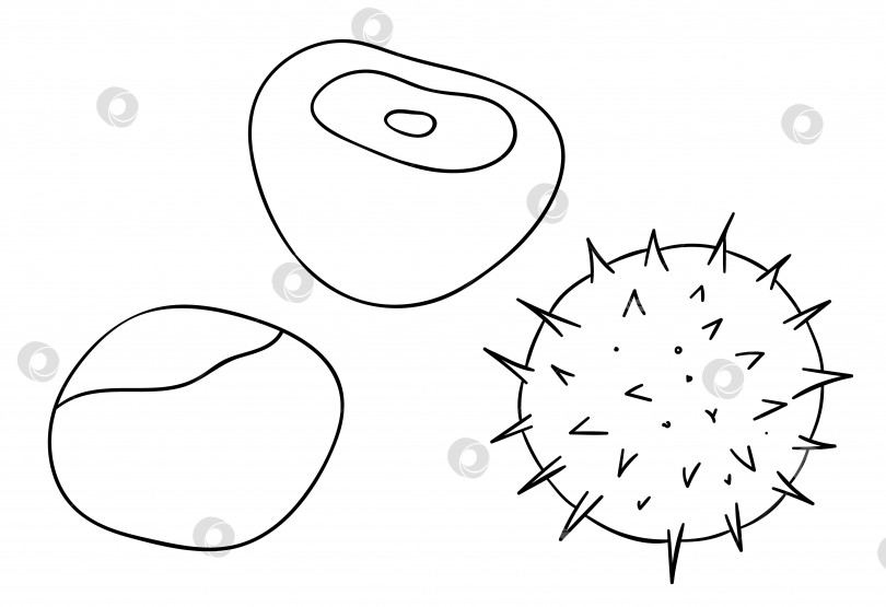 Скачать Векторный черно-белый значок каштана. Набор изолированных однотонных гаек. Иллюстрация с рисунком линии питания в мультяшном стиле или в стиле каракулей, выделенная на белом фоне. фотосток Ozero