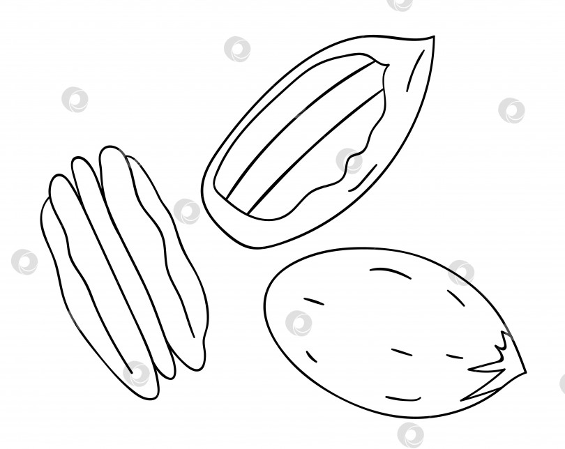 Скачать Векторный черно-белый значок ореха пекан. Набор изолированных однотонных гаек. Иллюстрация с рисунком линии питания в мультяшном стиле или в стиле каракулей, выделенная на белом фоне. фотосток Ozero