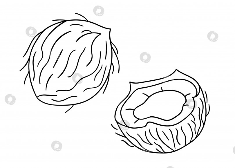Скачать Векторный черно-белый значок кокоса. Набор изолированных однотонных гаек. Иллюстрация с рисунком линии питания в мультяшном стиле или в стиле каракулей, выделенная на белом фоне. фотосток Ozero