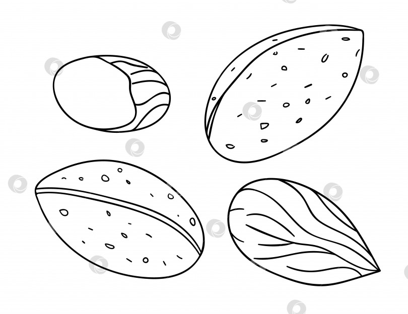 Скачать Векторный черно-белый значок миндаля. Набор изолированных однотонных гаек. Иллюстрация с рисунком линии питания в мультяшном стиле или в стиле каракулей, выделенная на белом фоне. фотосток Ozero