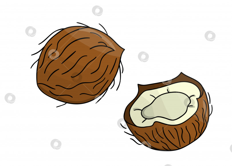Скачать Векторный цветной значок кокосового ореха. Набор изолированных однотонных гаек. Иллюстрация с рисунком линии питания в мультяшном стиле или в стиле каракулей, выделенная на белом фоне. фотосток Ozero