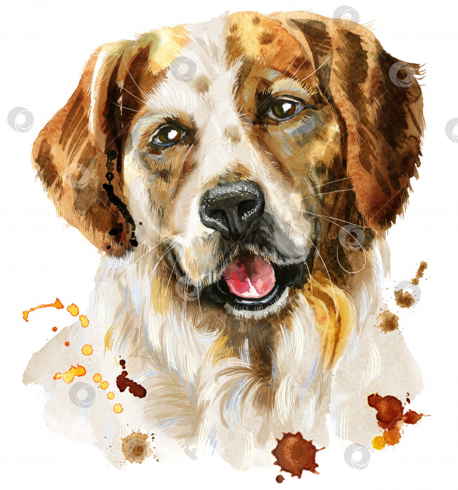 Скачать Акварельный портрет трехцветной собаки с брызгами фотосток Ozero
