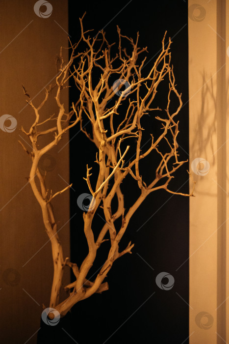 Скачать Засушенная ветка без листьев в интерьере как элемент декора помещения фотосток Ozero
