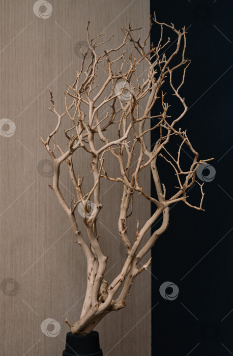 Скачать Засушенная ветка без листьев в интерьере как элемент декора помещения фотосток Ozero