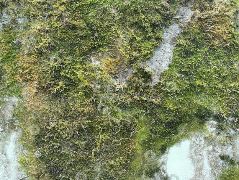 Скачать Зеленый мох на стене. Гранжевая текстура - это старая серая бетонная стена. фотосток Ozero