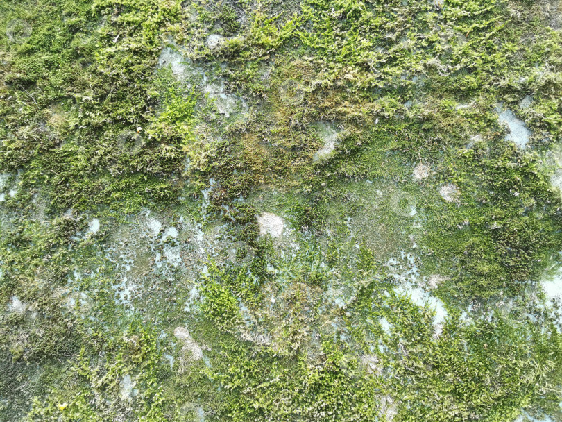 Скачать Зеленый мох на стене. Гранжевая текстура - это старая серая бетонная стена. фотосток Ozero