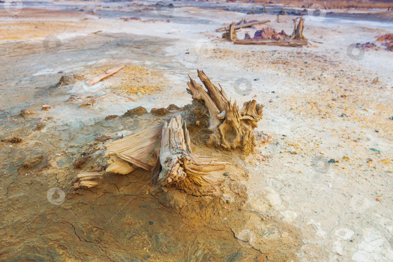 Скачать экологическая катастрофа - вымершая растительность фотосток Ozero