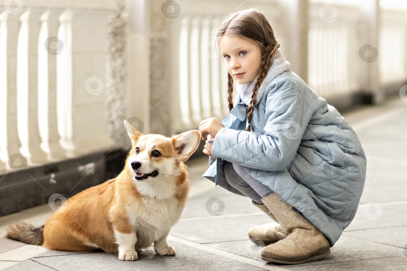 Скачать Портрет маленькой девочки в теплом синем пальто с собакой корги в парке. Весна, Международный женский день 8 марта. фотосток Ozero