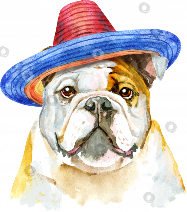 Скачать Симпатичная собачка в шляпе-сомбреро. Графика на футболке с собакой. акварельная иллюстрация собаки фотосток Ozero