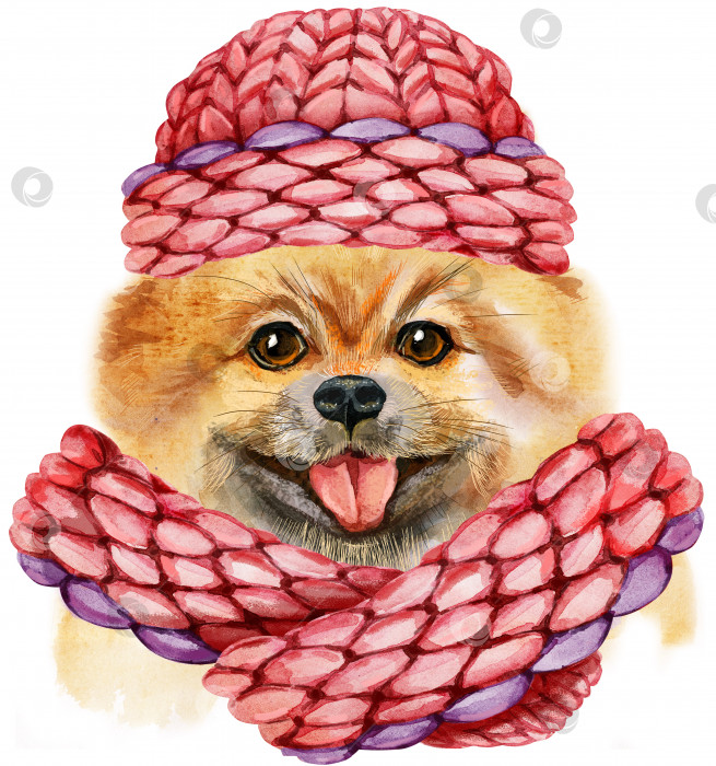 Скачать Акварельный портрет собаки померанского шпица в розовой вязаной шапочке фотосток Ozero
