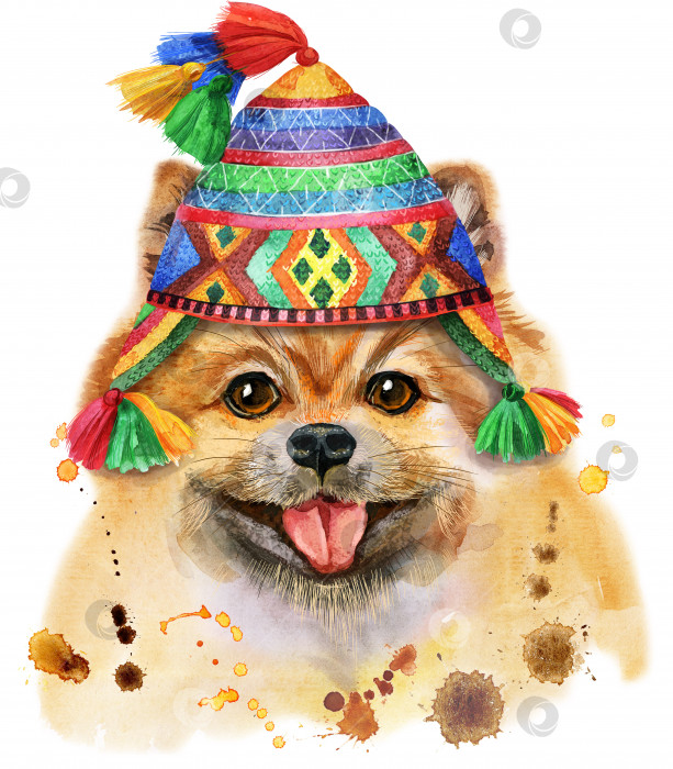 Скачать Акварельный портрет собаки померанского шпица в шляпе чулло фотосток Ozero