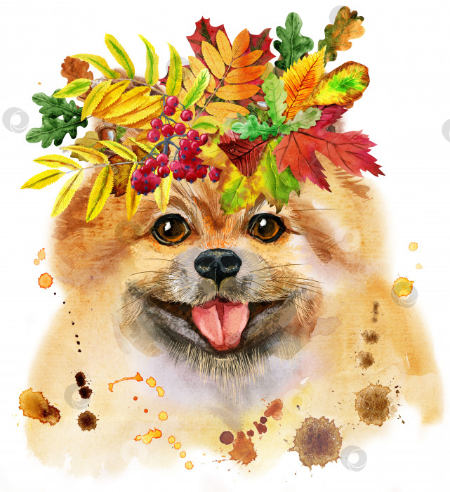 Скачать Акварельный портрет собаки померанского шпица с венком из осенних листьев фотосток Ozero