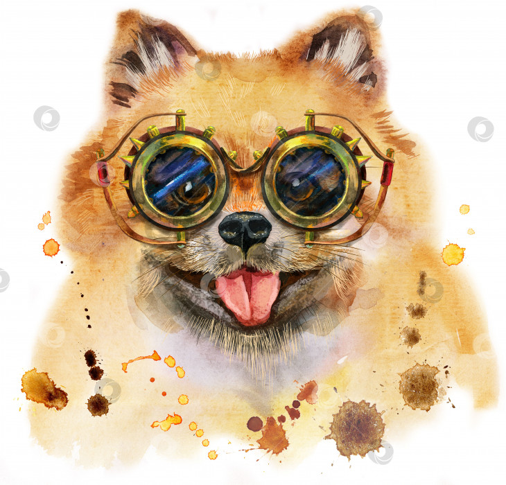 Скачать Акварельный портрет собаки померанского шпица в очках в стиле стимпанк фотосток Ozero