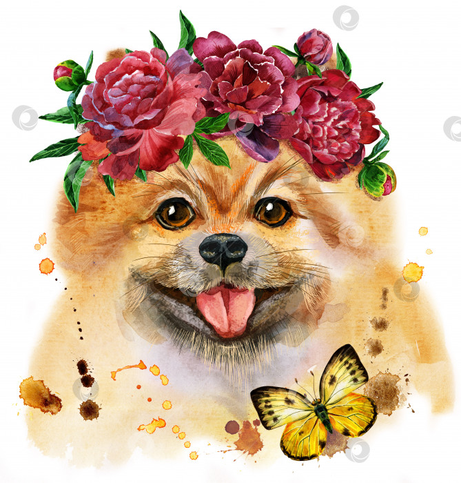Скачать Акварельный портрет собаки померанского шпица с цветами фотосток Ozero
