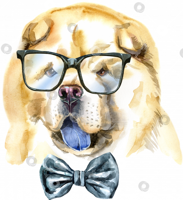 Скачать Акварельный портрет собаки чау-чау с галстуком-бабочкой и в очках фотосток Ozero