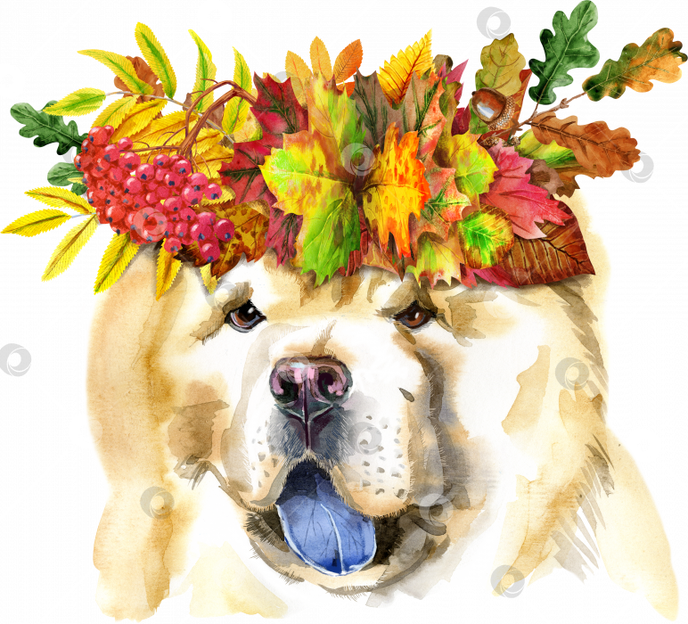 Скачать Акварельный портрет собаки чау-чау с венком из листьев фотосток Ozero