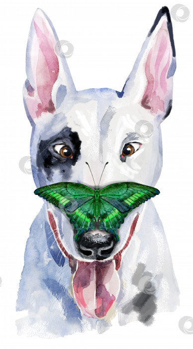 Скачать Акварельный портрет бультерьера с бабочкой на носу фотосток Ozero