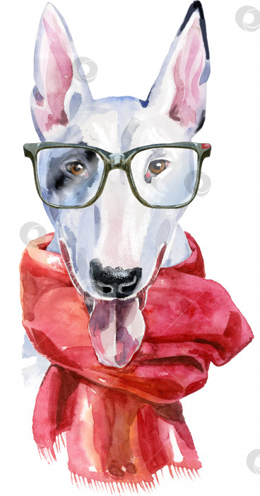 Скачать Акварельный портрет бультерьера в очках и красном шарфе фотосток Ozero