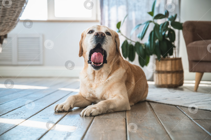 Скачать Собака лабрадор-ретривер лежит на полу у себя дома. Увеличенный портрет милой собачки фотосток Ozero