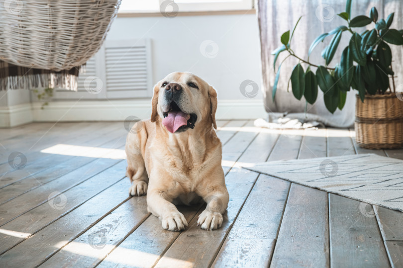 Скачать Собака лабрадор-ретривер лежит на полу у себя дома. Увеличенный портрет милой собачки фотосток Ozero