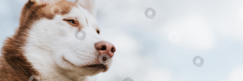 Скачать сибирская собака породы хаски. портрет милого годовалого питомца бело-коричневого млекопитающего с голубыми глазами в осеннем деревенском лесу. крупный план и макет фотосток Ozero