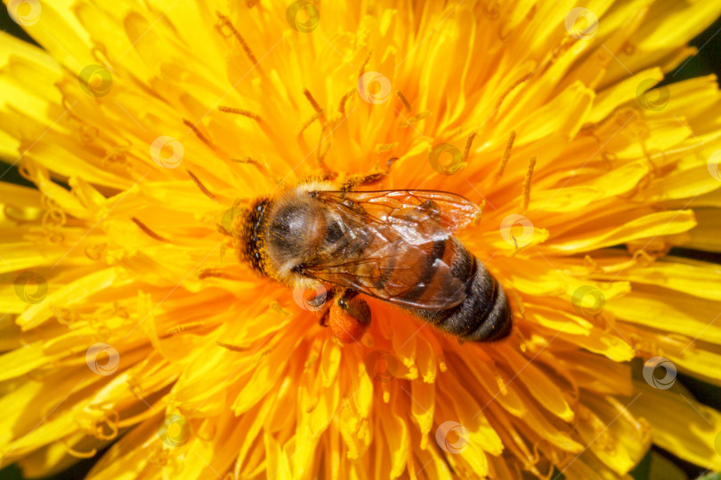 Скачать пчела собирает пыльцу с желтого одуванчика фотосток Ozero