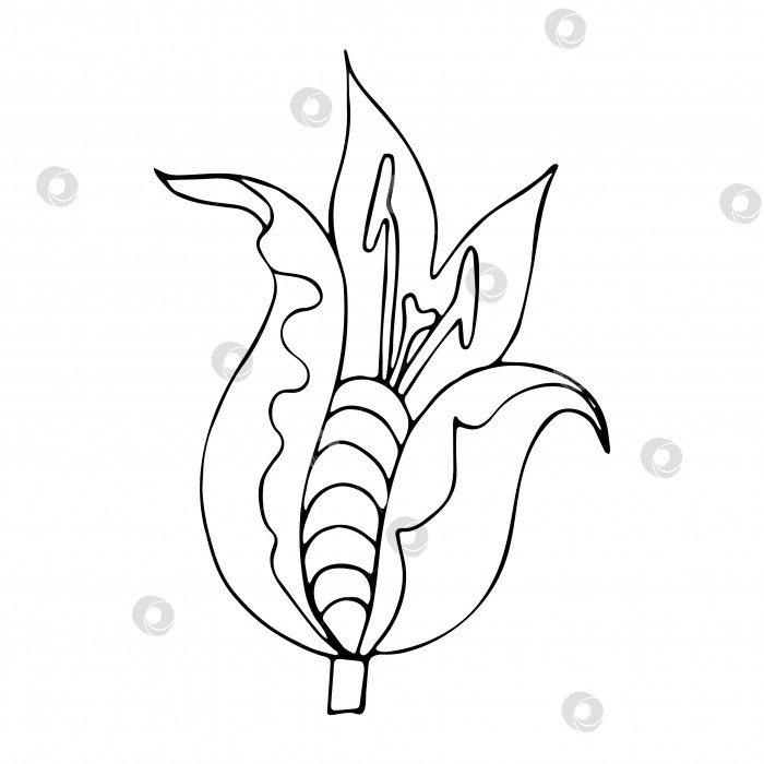Скачать Векторный экзотический бутон цветка, очертания рисованного от руки каракуля, линейный рисунок, выделенный на белом фоне фотосток Ozero