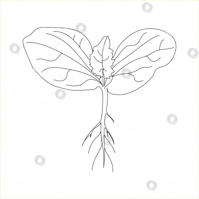 Скачать Векторные каракули рисуют росток тыквы, кабачки, патисон, огурец с первым настоящим листом, корень семилистных листьев. Отдельный на белом фоне. Весенние побеги растения, набросок иллюстрации фотосток Ozero