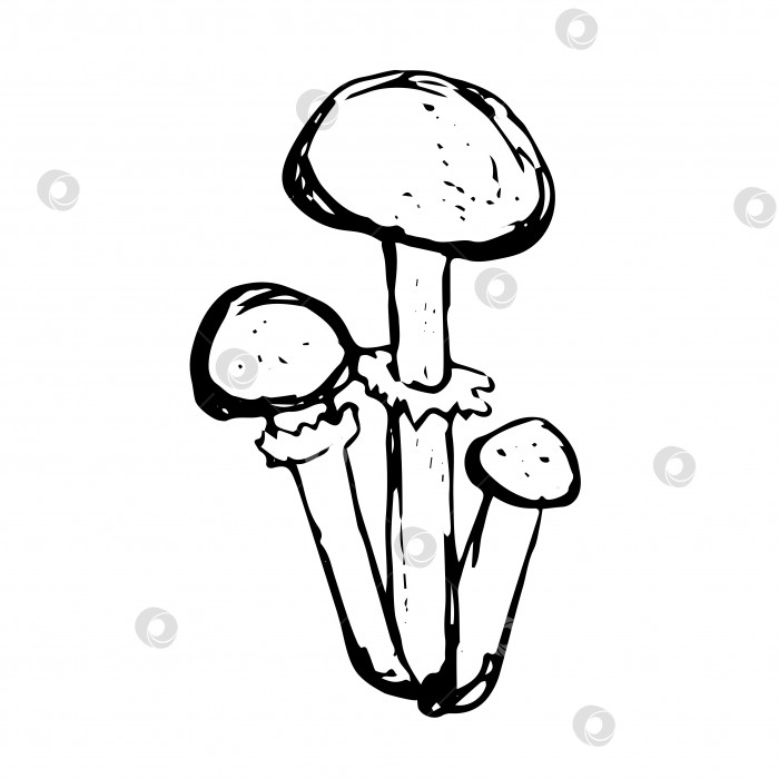 Скачать Векторный набросок трех грибов опята черно-белые очертания грибов, выделенных на белом фоне рисунка. Чернила, китайская тушь фотосток Ozero