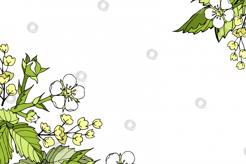 Скачать Векторный прямоугольный горизонтальный баннер открытки цветочные весенние мультяшные очертания цветов и листьев земляники, соцветия барбариса на белом фоне фотосток Ozero