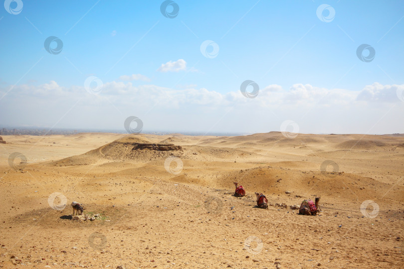Скачать Египетская панорама с небом с песчаными дюнами и лежащими верблюдами. фотосток Ozero