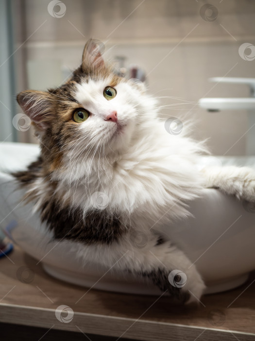 Скачать Чистокровный кот сидит в раковине в ванной комнате. фотосток Ozero