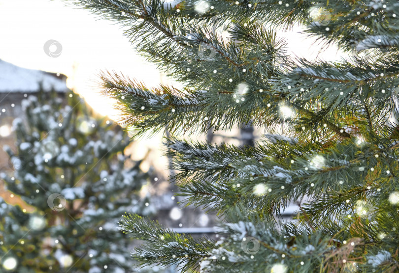 Скачать Ветви ели, покрытые снегом, на размытом фоне. Зеленые еловые иголки крупным планом. Натуральная текстура хвойного дерева. Фон зимней природы. Рождественский фон из хвойных деревьев. фотосток Ozero