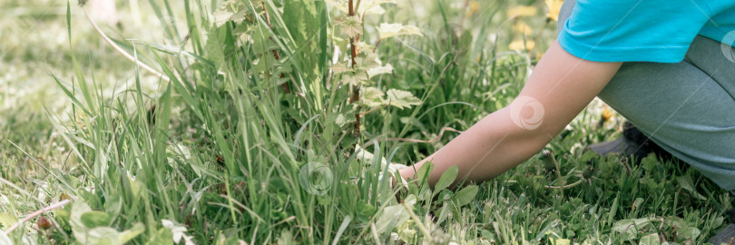 Скачать милый искренний маленький шестилетний мальчик-садовник и фермер с руками в перчатках, выдергивающий и пропалывающий сорняки, дикую траву вокруг куста смородины на семейной загородной усадьбе в сельской деревне фотосток Ozero
