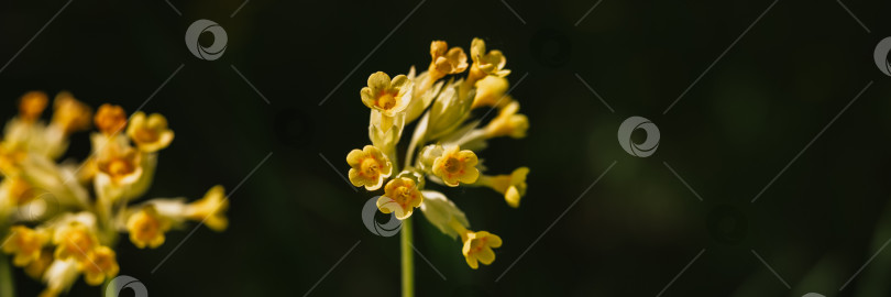 Скачать цветы первоцвета primula veris (обыкновенный коровяк). первые весенние ярко-желтые полевые цветы в полном расцвете в саду или поле. дикое садоводство, приусадебный участок. темный пейзаж аутентичности фотосток Ozero