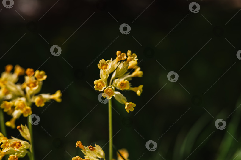 Скачать цветы первоцвета primula veris (обыкновенный коровяк). первые весенние ярко-желтые полевые цветы в полном расцвете в саду или поле. дикое садоводство, приусадебный участок. темный пейзаж аутентичности фотосток Ozero