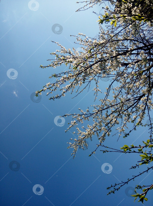 Скачать Цветущий май фотосток Ozero