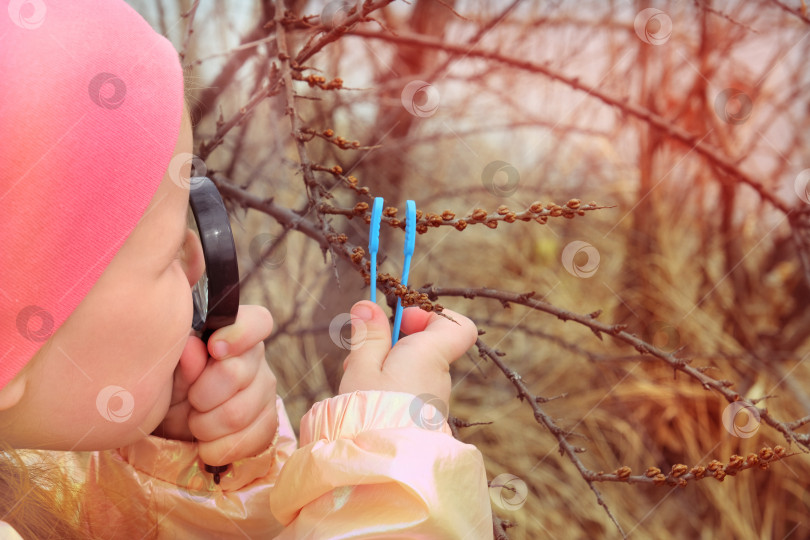 Скачать Маленькая девочка с увеличительным стеклом в руке изучает детали весенней природы. Весенняя концепция активного отдыха для детей на свежем воздухе и обучения. Исследуем ветку кустовой облепихи фотосток Ozero