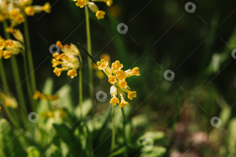 Скачать цветы первоцвета primula veris (обыкновенный коровяк). первые весенние ярко-желтые полевые цветы в полном расцвете в саду или поле. дикое садоводство, приусадебный участок. темный пейзаж аутентичности фотосток Ozero