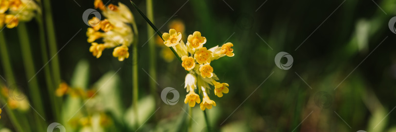 Скачать цветы первоцвета primula veris (обыкновенный коровяк). первые весенние ярко-желтые полевые цветы в полном расцвете в саду или поле. дикое садоводство, приусадебный участок. темный пейзаж аутентичности фотосток Ozero