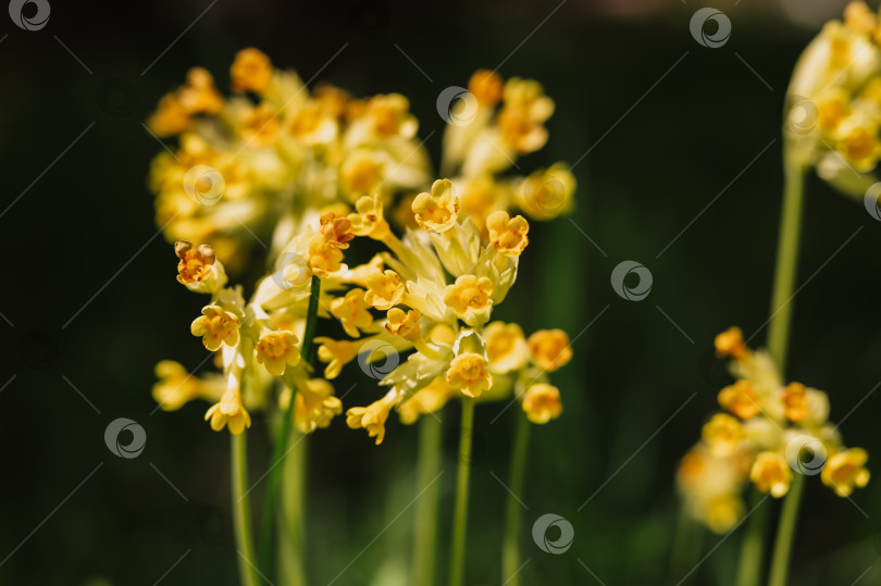 Скачать цветы первоцвета primula veris (обыкновенный коровяк). первые весенние ярко-желтые полевые цветы в полном расцвете в саду или поле. дикое садоводство, приусадебный участок. темный пейзаж аутентичности фотосток Ozero