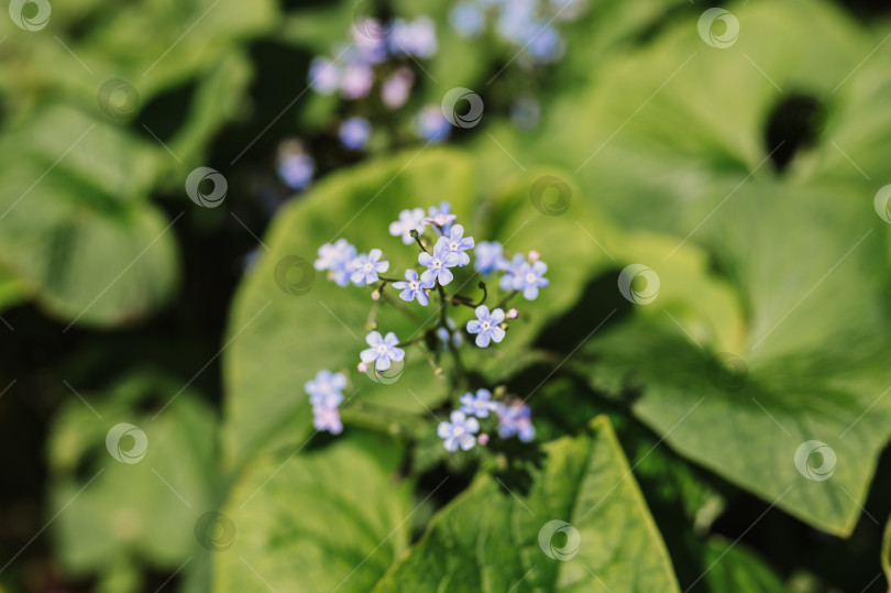 Скачать цветы незабудки (myosotis sylvatica). первые ярко-синие цветущие маленькие полевые цветы в полном расцвете в саду или поле. дикое садоводство, приусадебный участок. темный весенний пейзаж аутентичности фотосток Ozero