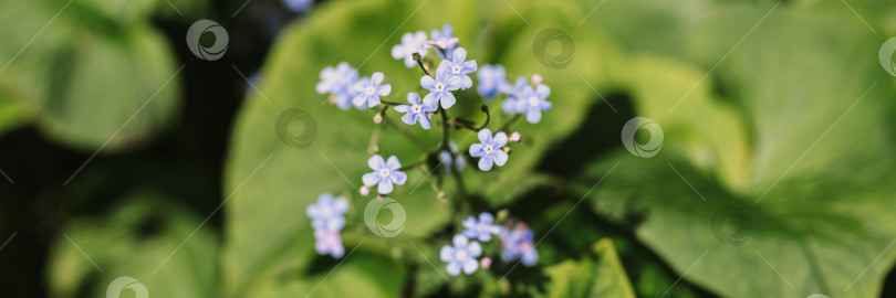 Скачать цветы незабудки (myosotis sylvatica). первые ярко-синие цветущие маленькие полевые цветы в полном расцвете в саду или поле. дикое садоводство, приусадебный участок. темный весенний пейзаж аутентичности фотосток Ozero