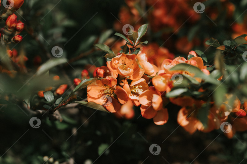 Скачать цветки японской айвы (chaenomeles). ярко-красно-розовые цветы в полном цвету на айвовом дереве с зелеными листьями в саду. плодовое пищевое растение. садоводство и приусадебное хозяйство. темный пейзаж аутентичности фотосток Ozero