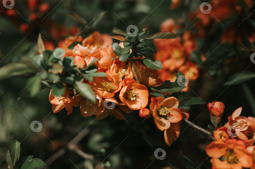 Скачать цветки японской айвы (chaenomeles). ярко-красно-розовые цветы в полном цвету на айвовом дереве с зелеными листьями в саду. плодовое пищевое растение. садоводство и приусадебное хозяйство. темный пейзаж аутентичности фотосток Ozero