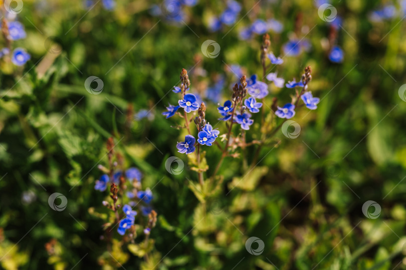 Скачать цветы незабудки (myosotis sylvatica). первые ярко-синие цветущие маленькие полевые цветы в полном расцвете в саду или поле. дикое садоводство, приусадебный участок. темный весенний пейзаж аутентичности фотосток Ozero