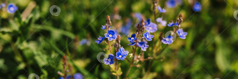 Скачать цветы незабудки (myosotis sylvatica). первые ярко-синие цветущие маленькие полевые цветы в полном расцвете в саду или поле. дикое садоводство, приусадебный участок. темный весенний пейзаж аутентичности фотосток Ozero